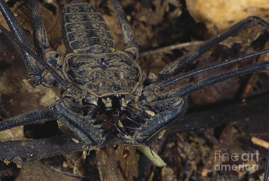 Tailless Whipscorpion Photograph by Gregory G. Dimijian, M.D.