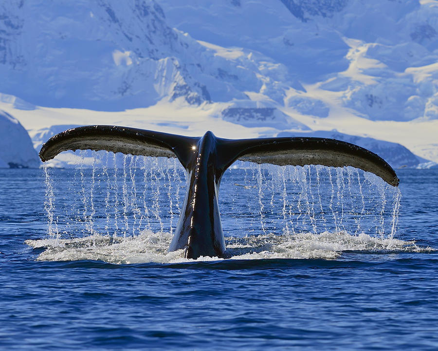 Summer Photograph - Tails from Antarctica by Tony Beck