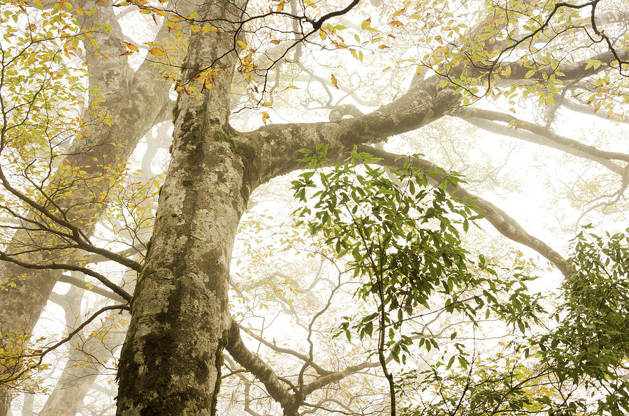 Taiwan Beech With Mist Photograph by Vii-photo