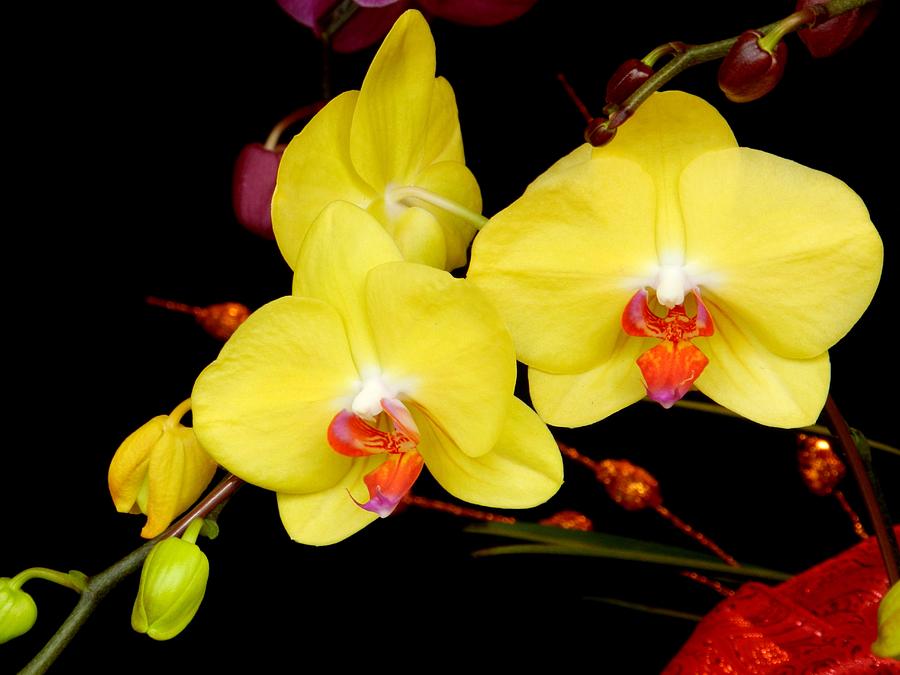 Taiwanese yellow butterfly orchids Taiwan Photograph by Sandra Sengstock-Miller