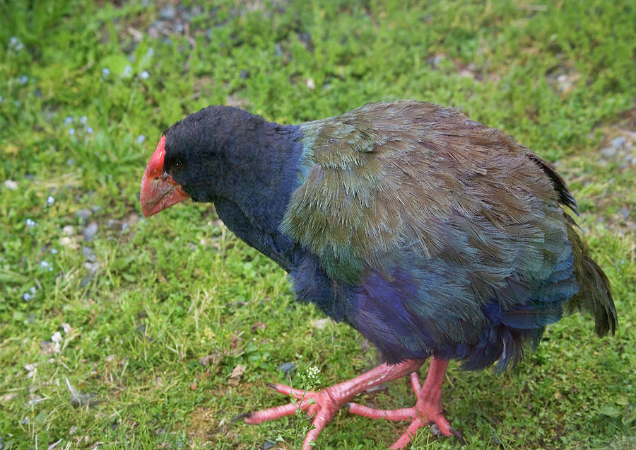 Takahe Photograph by Science Photo Library Takahe Photograph by Science Photo Library