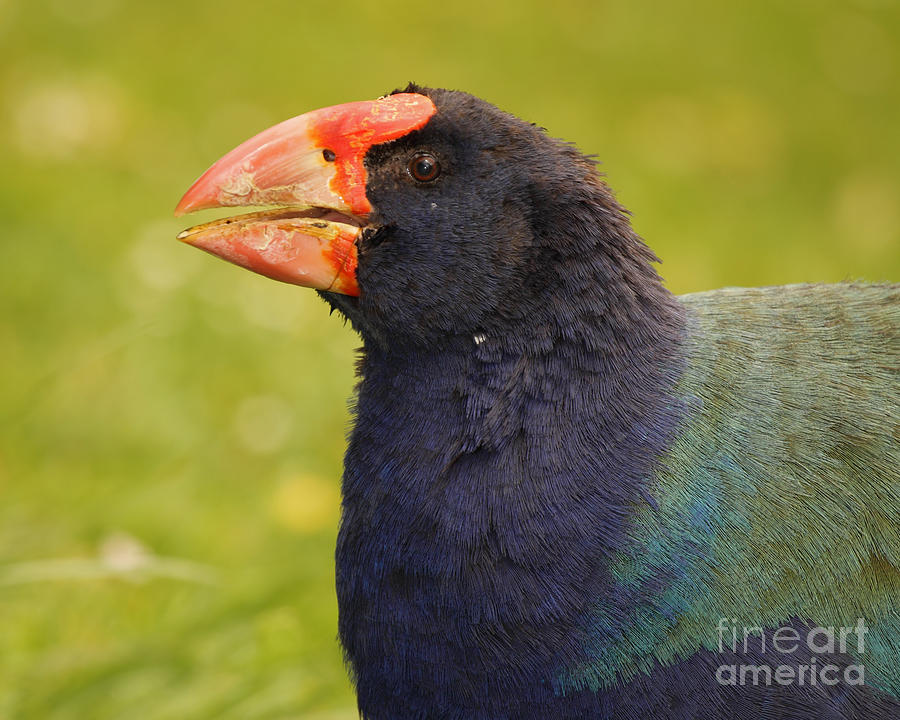 Takahe Calling Out Photograph by Max Allen