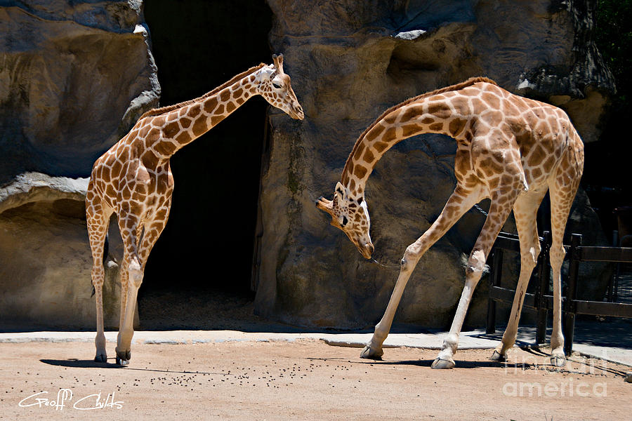 Giraffe Photograph - Take a Bow. by Geoff Childs
