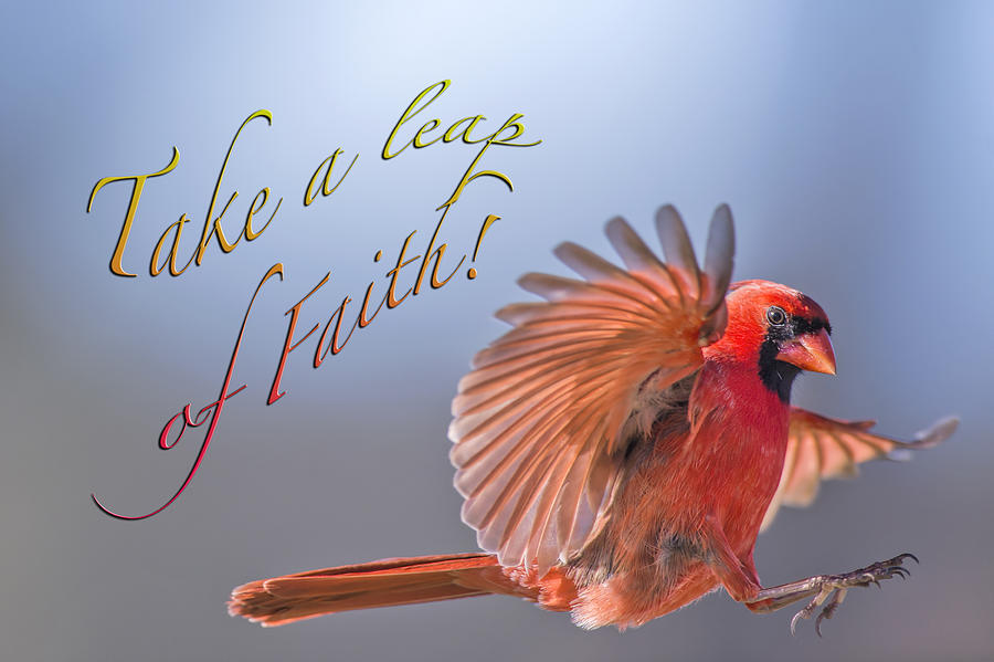 Cardinal Photograph - Take a Leap of Faith by Bonnie Barry