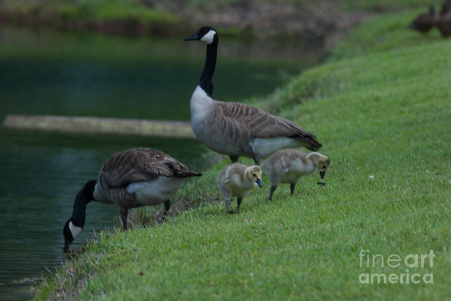 Geese Photograph - Take a Sip by Dale Powell