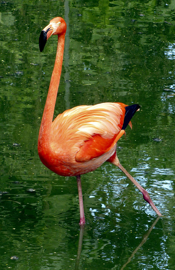 Nature Photograph - Pink Flamingo Takes a Stand by Bob Slitzan