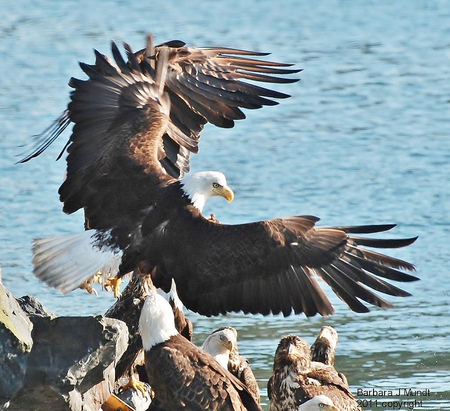 Bald Eagle Photograph - Take Flight by Barbara Mundt