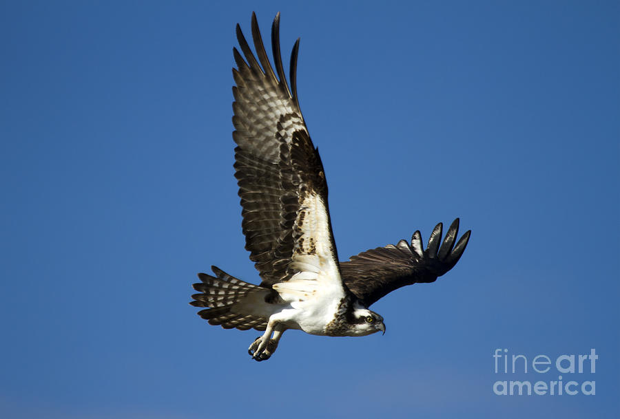 Osprey Take Flight Photograph by Michael Dawson