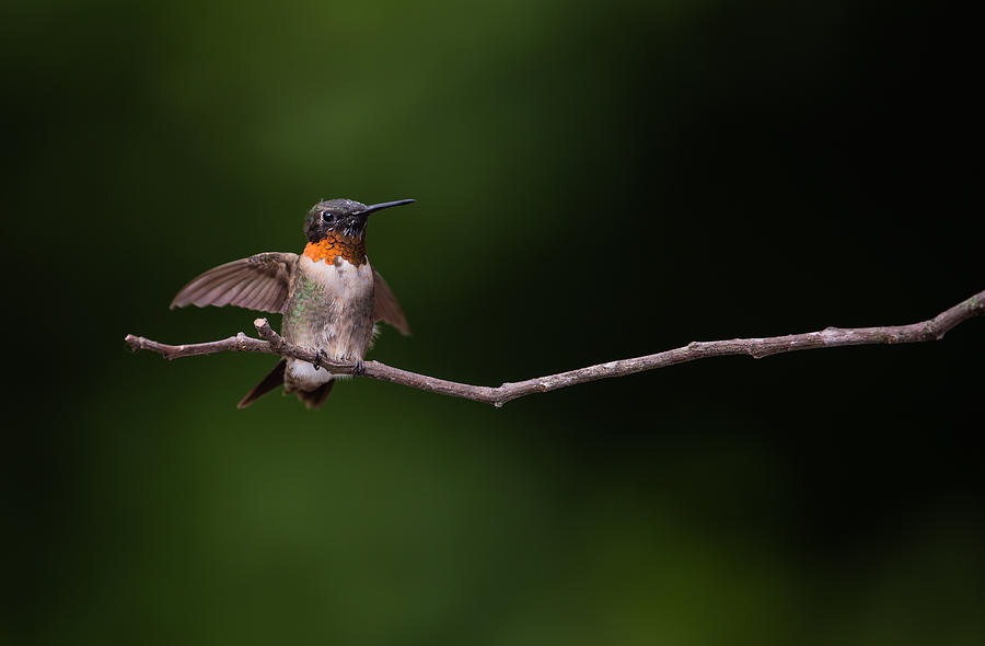 Take Flight Ruby-throated Hummingbird Photograph by Christy Cox