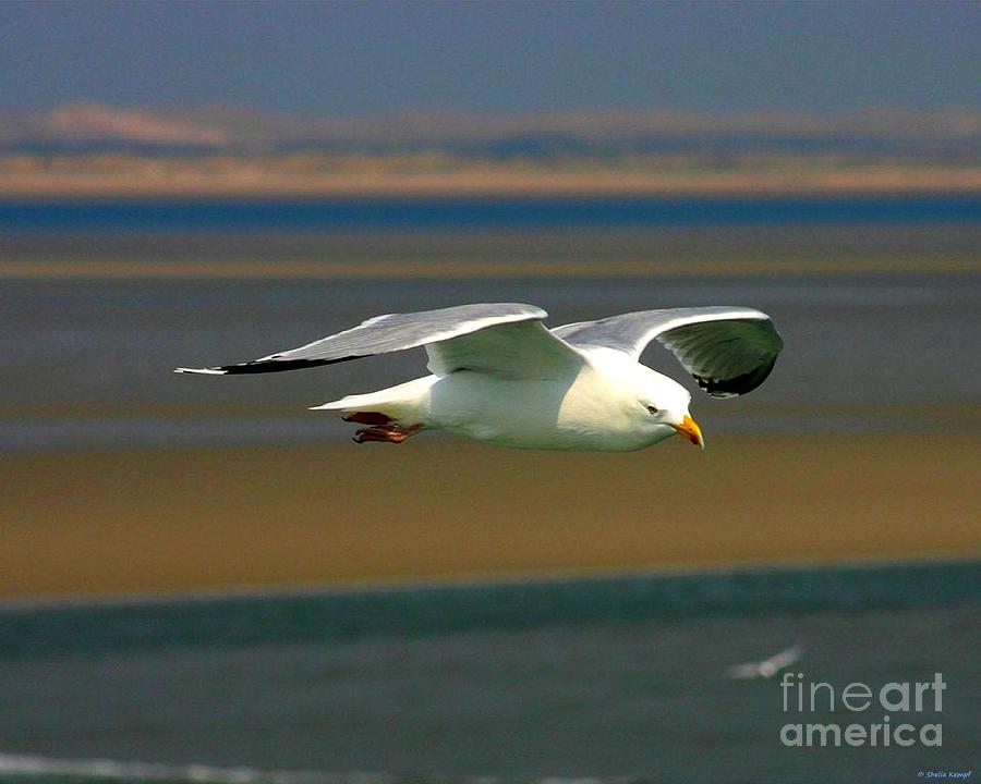 Take Flight - Seagull Photograph by Shelia Kempf
