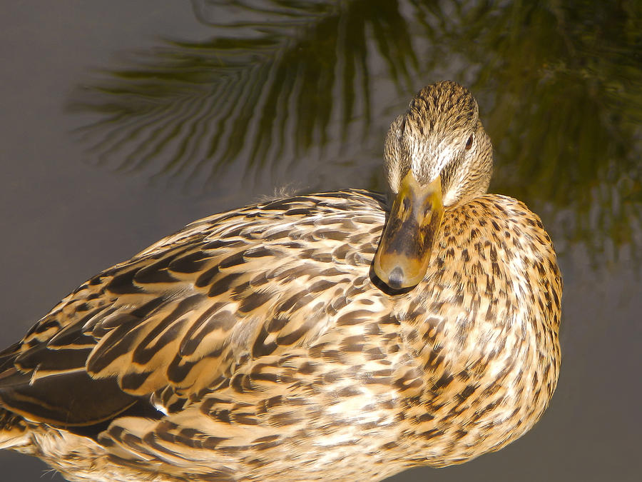Duck Photograph - Take it and Leave Please by Penny Lisowski