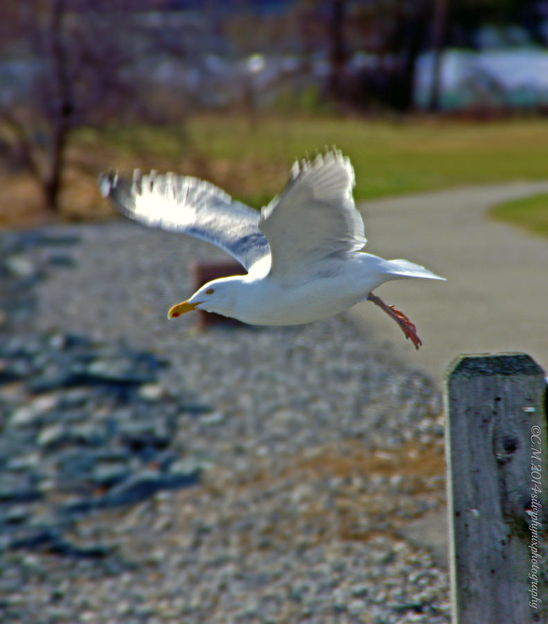 Seagull Photograph - Take off by Catherine Melvin