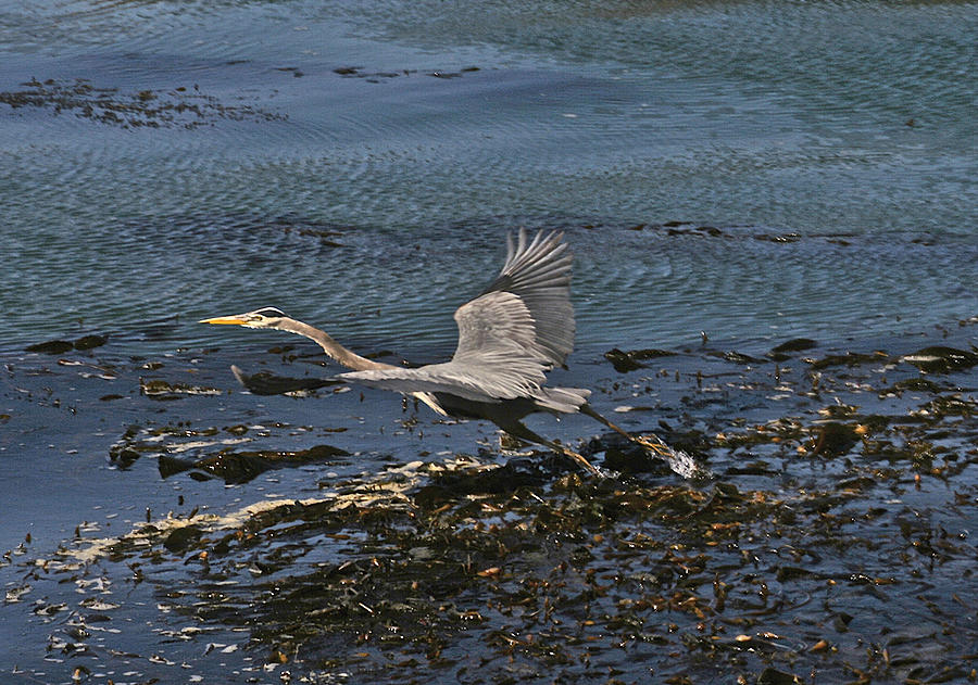 Take Off Heron Photograph by SC Heffner