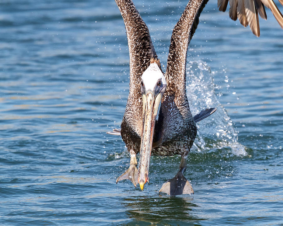 Take Off by Steve Kaye Take Off by Steve Kaye