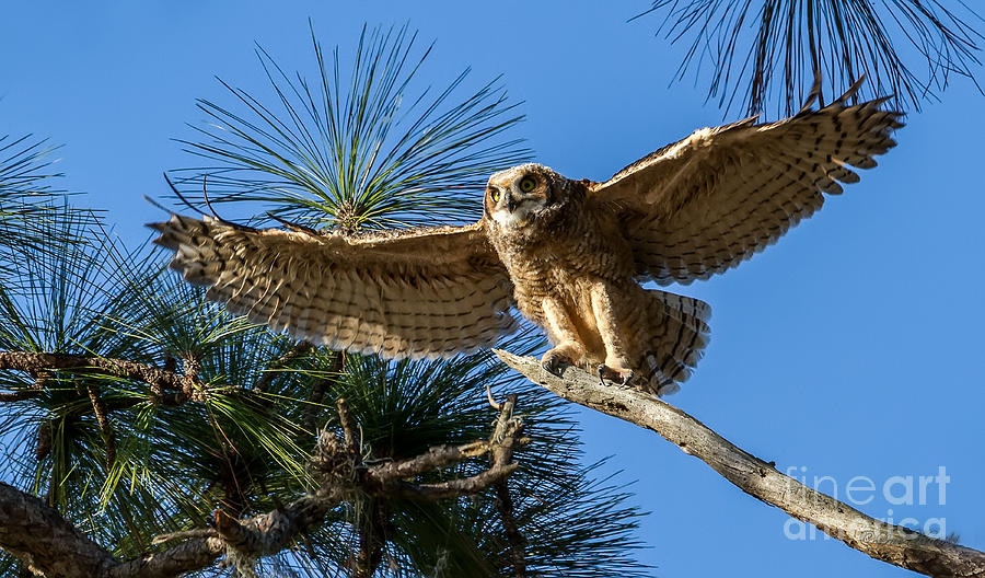 Take Off Photograph by Sue Karski