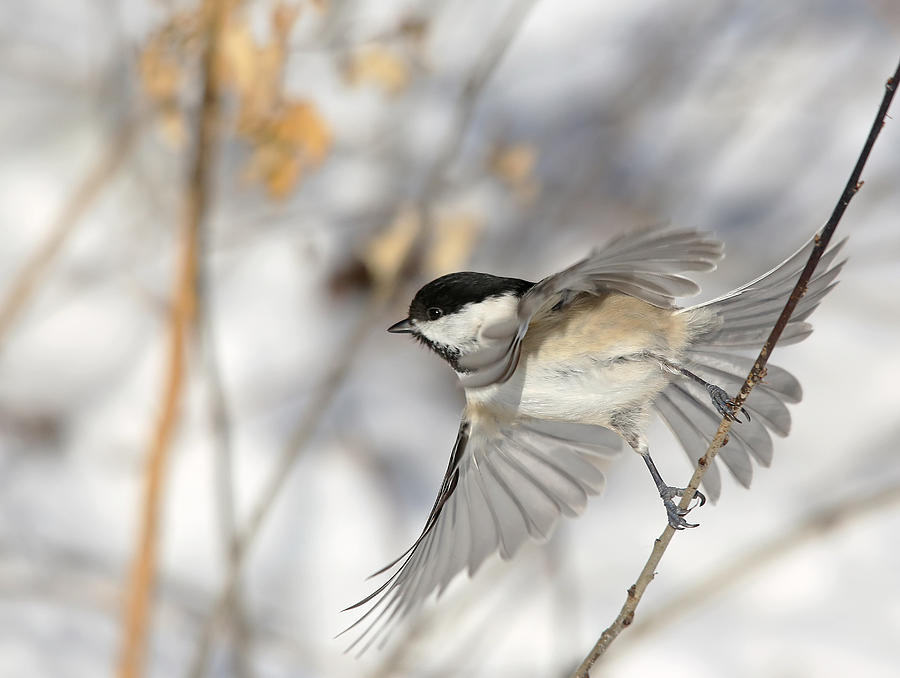 Take-off Photograph by Terry Cervi | Fine Art America