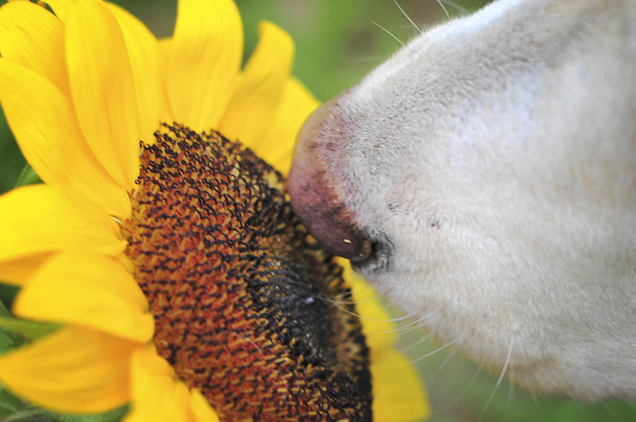 Take Time to smell the Sunflowers Photograph by Terry DeLuco
