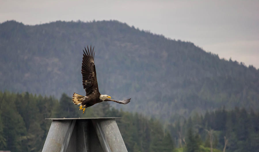 Eagle Photograph - Takeoff by Timothy Latta