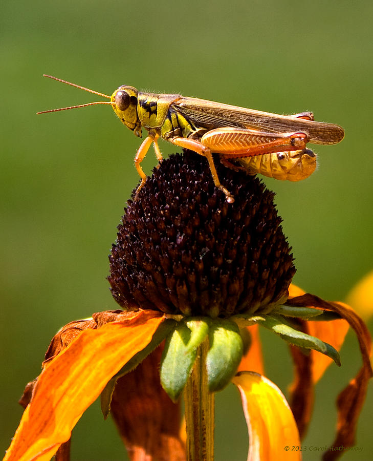 Grasshopper Photograph - Taking a Break by Carol Hathaway