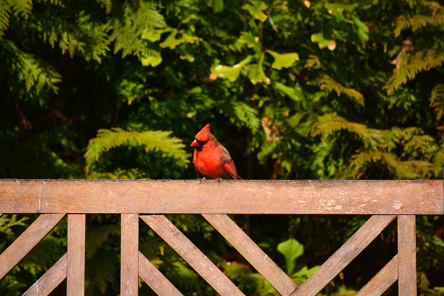 Cardinal Photograph - Taking a Break by Lisa Wooten