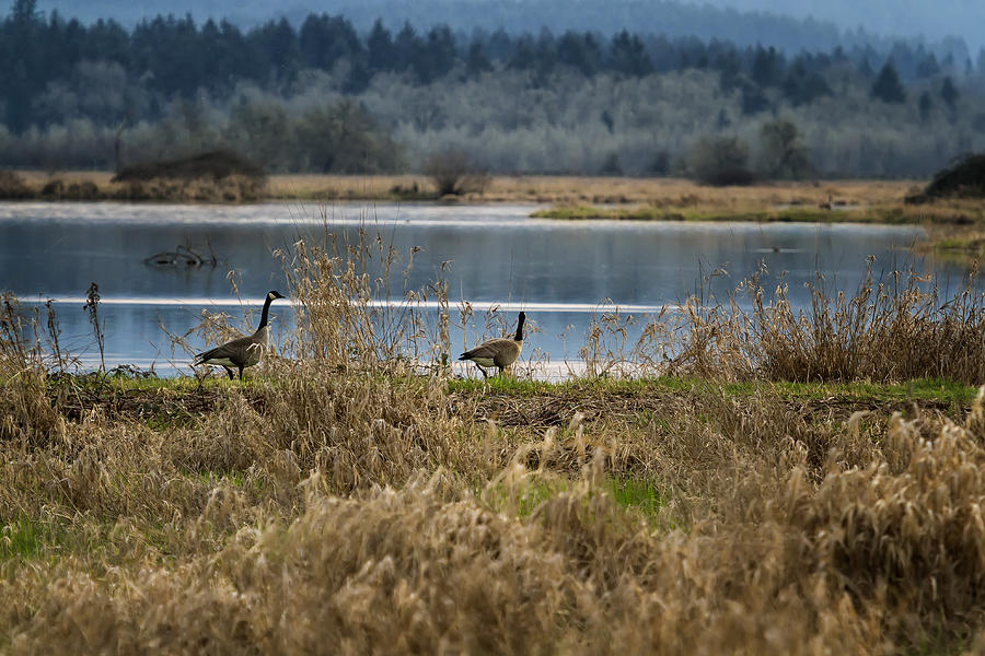 Geese Photograph - Taking a Stroll by Belinda Greb