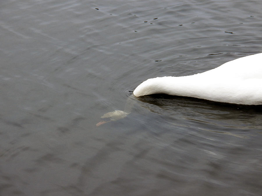 Taking a Swan Dive Photograph by Corinne Elizabeth Cowherd