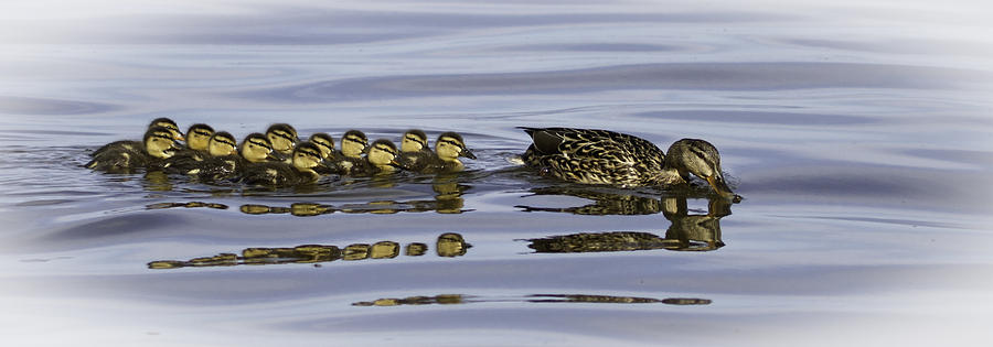 Mallard Ducks Photograph - Taking a Swim by Thomas Young