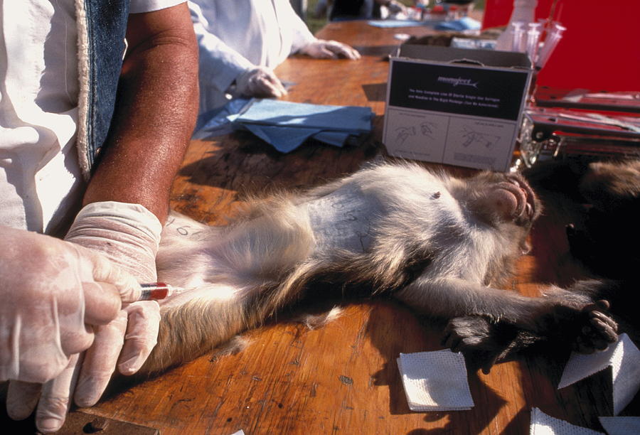 rhesus macaque experiments