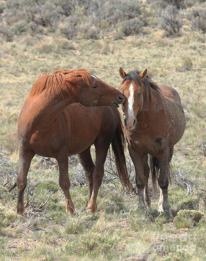 Wild Horses Photograph - Taking Care of Your Friends by Rod Giffels
