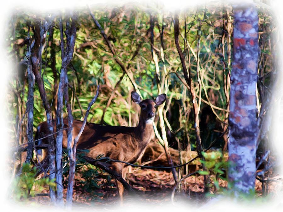 Deer Photograph - Taking Cover 1 by Sheri McLeroy