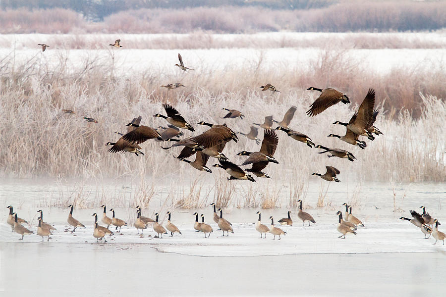 Taking Flight. Canada Geese Photograph by TL Mair