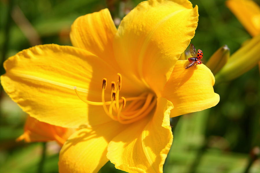 Ladybug Photograph - Taking Flight by Anne Barkley