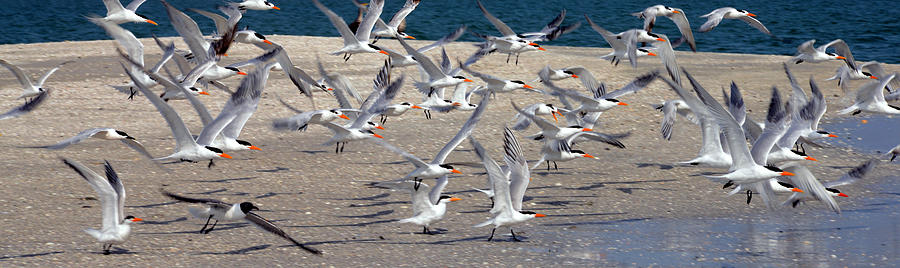 Seagull Photograph - Taking Flight by Jon Neidert