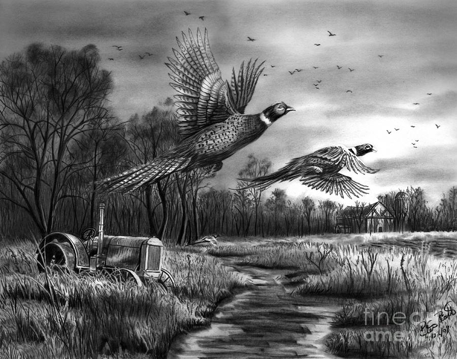 Pheasant Drawing - Taking Flight  by Peter Piatt