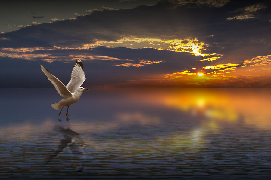 Taking Flight Photograph by Randall Nyhof