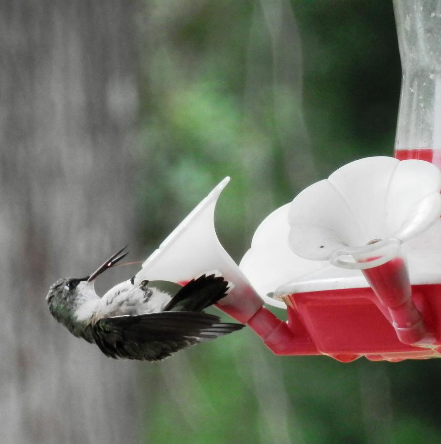 Baby Hummingbird Taking It Easy Photograph by Belinda Lee