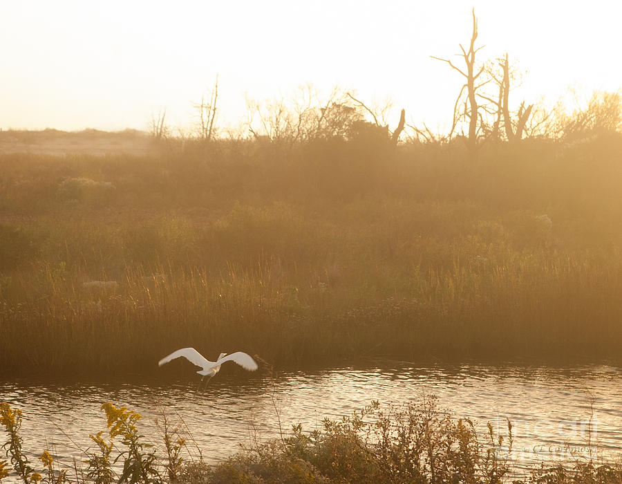 Egret Photograph - Taking Off into a Golden Sunrise by Carol Lynn Coronios