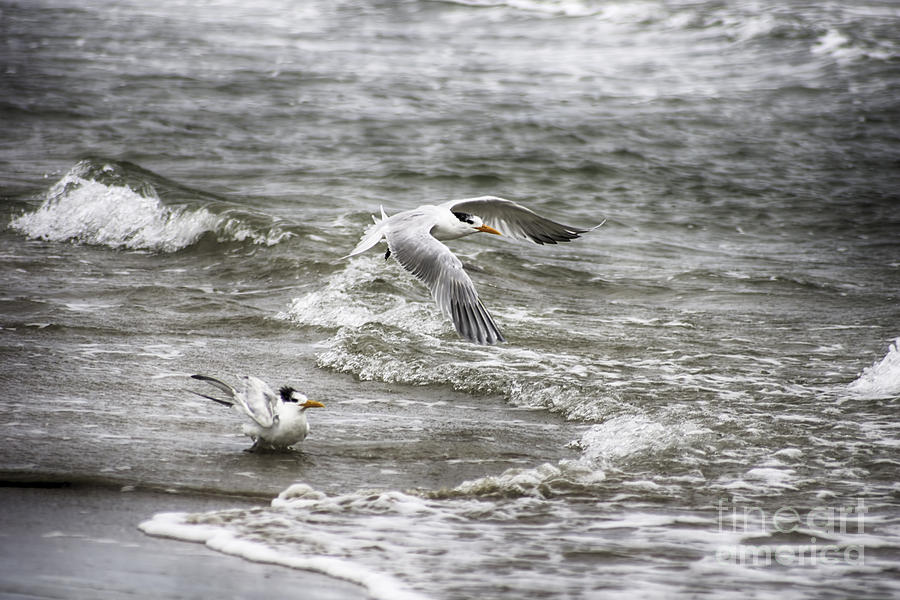 Seagull Photograph - Taking Off by Jeremy Linot