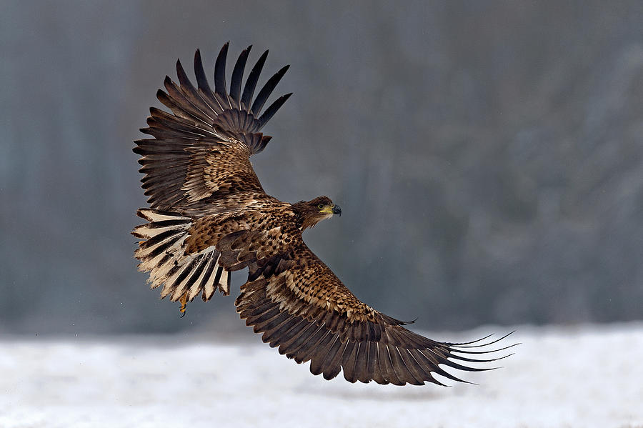 Eagle Photograph - Taking Off by Xavier Ortega