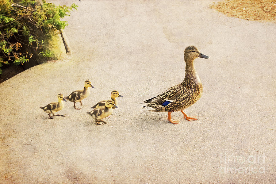 Taking the ducklings for a Walk Photograph by Maria Janicki