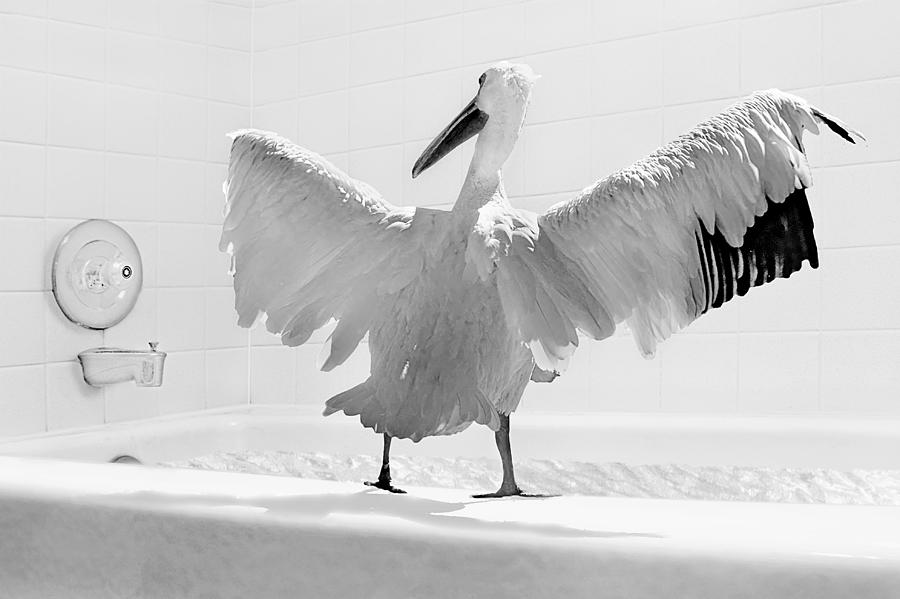 Taking the Plunge - Pelican - Bathroom Photograph by Nikolyn McDonald