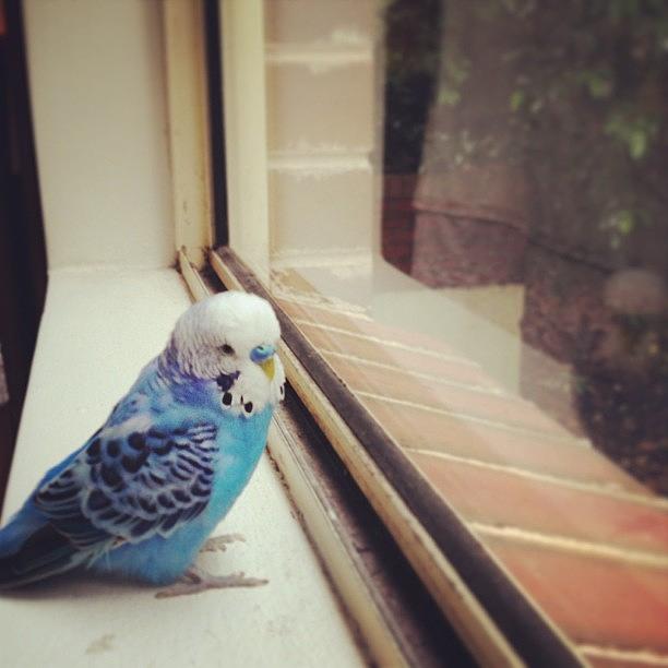 Parakeet Photograph - Tako #happily #chirping At The #window by Vincy S