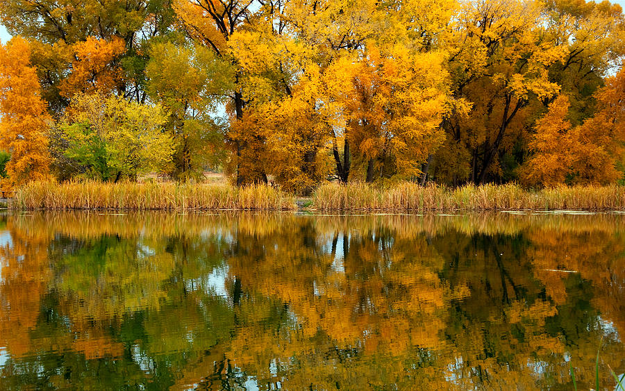 Tales of the Cottonwood  Photograph by Eric Rundle