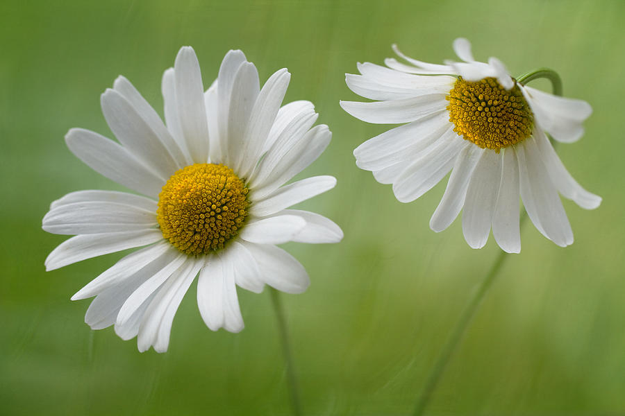 Talk to me Photograph by Mandy Disher Photography