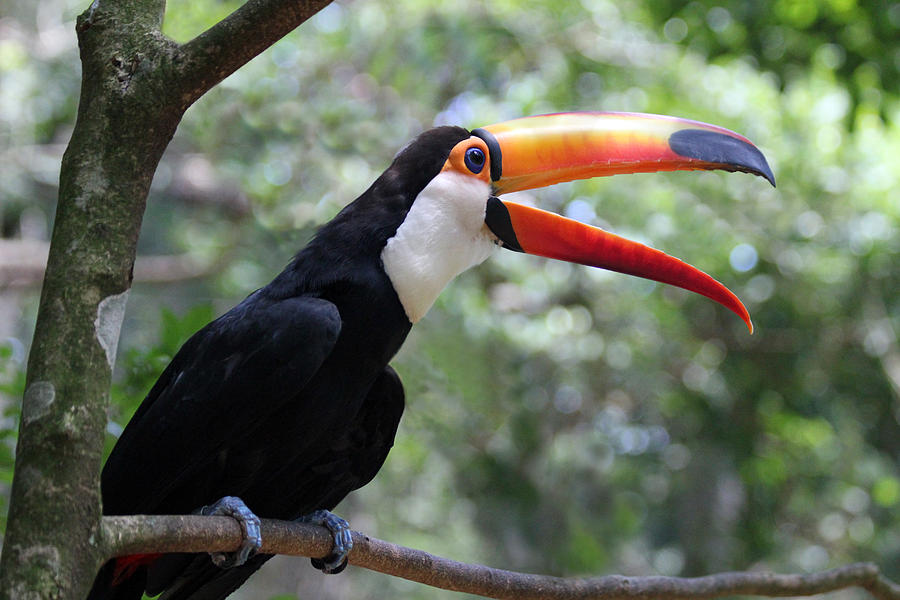 Toucan Photograph - Talkative Toucan by Ginny Barklow