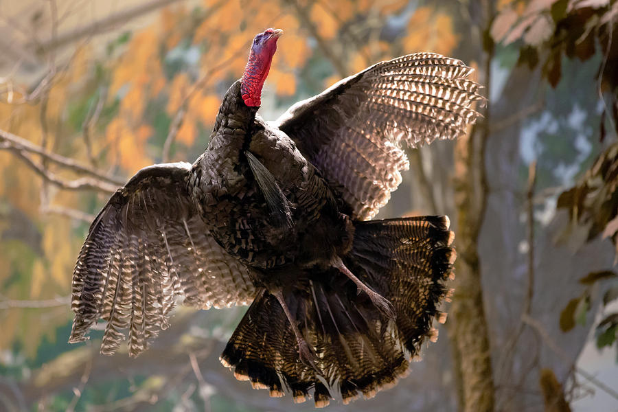 Talkin Turkey Photograph by Sennie Pierson