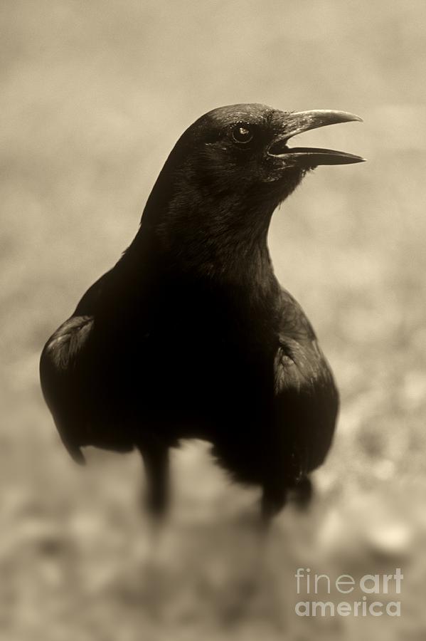 Talking Crow Photograph by John Harmon