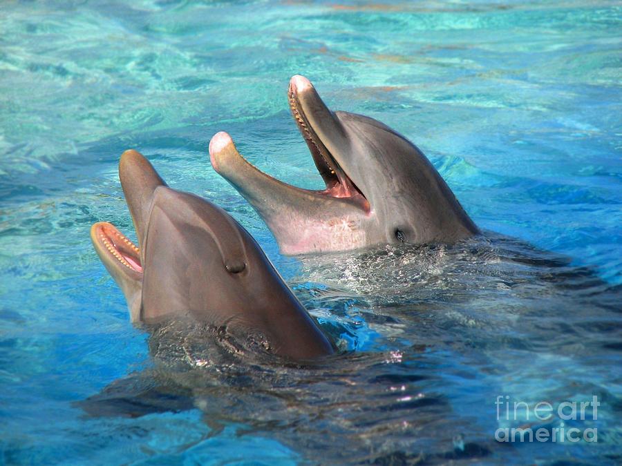 Dolphin Photograph - Talking Dolphins by Kristine Widney