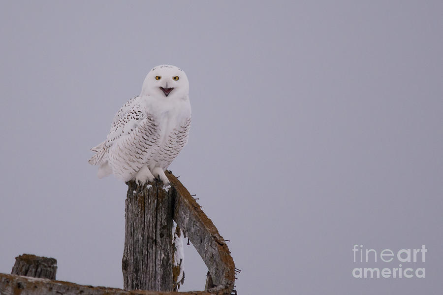 Talking Snowy Owl Photograph by Cheryl Baxter