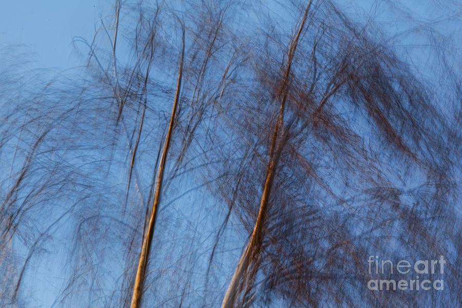 Talking trees Photograph by Casper Cammeraat